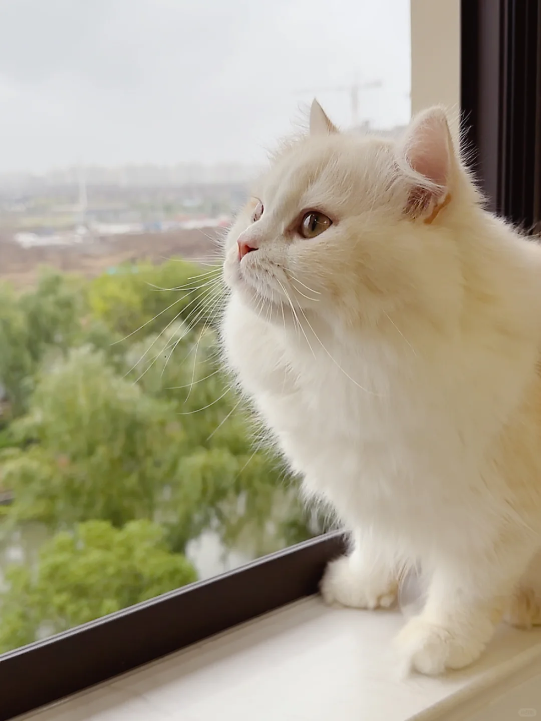 是梦中情猫没错啦