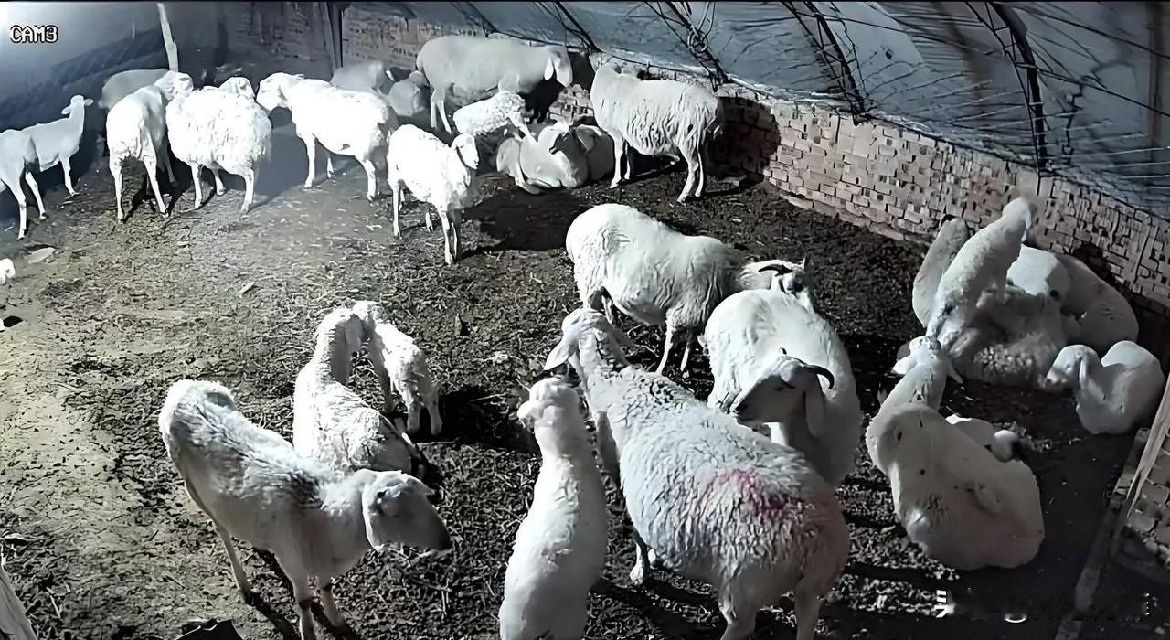 河南，丈夫偶然间从监控中发现，妻子和陌生男子在自家羊圈里约会，还做出一些不堪入目