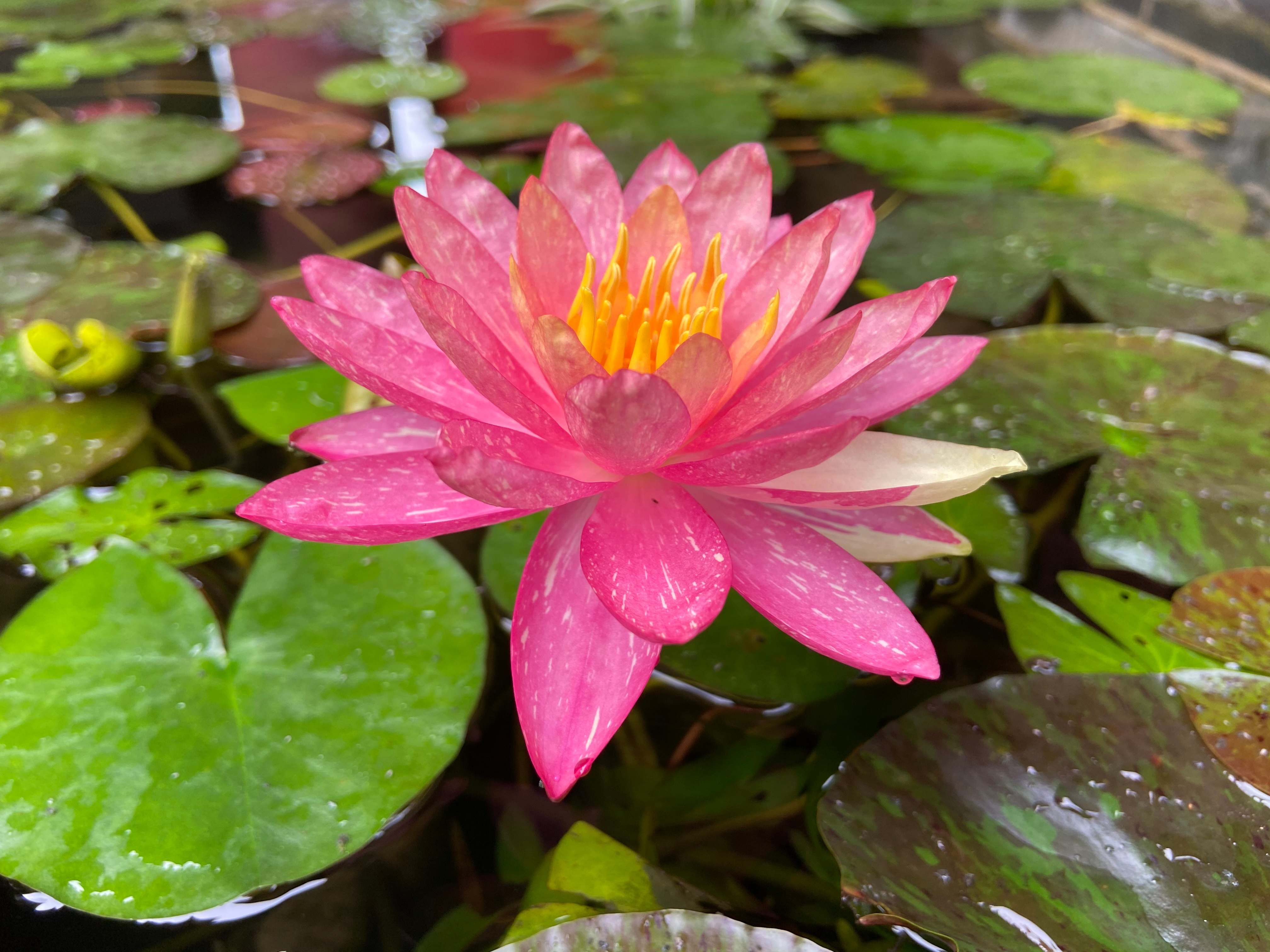 广州惊现罕见双色莲花时光在流转，但真正的生命情怀不会被四季的过往而侵蚀，人生的真
