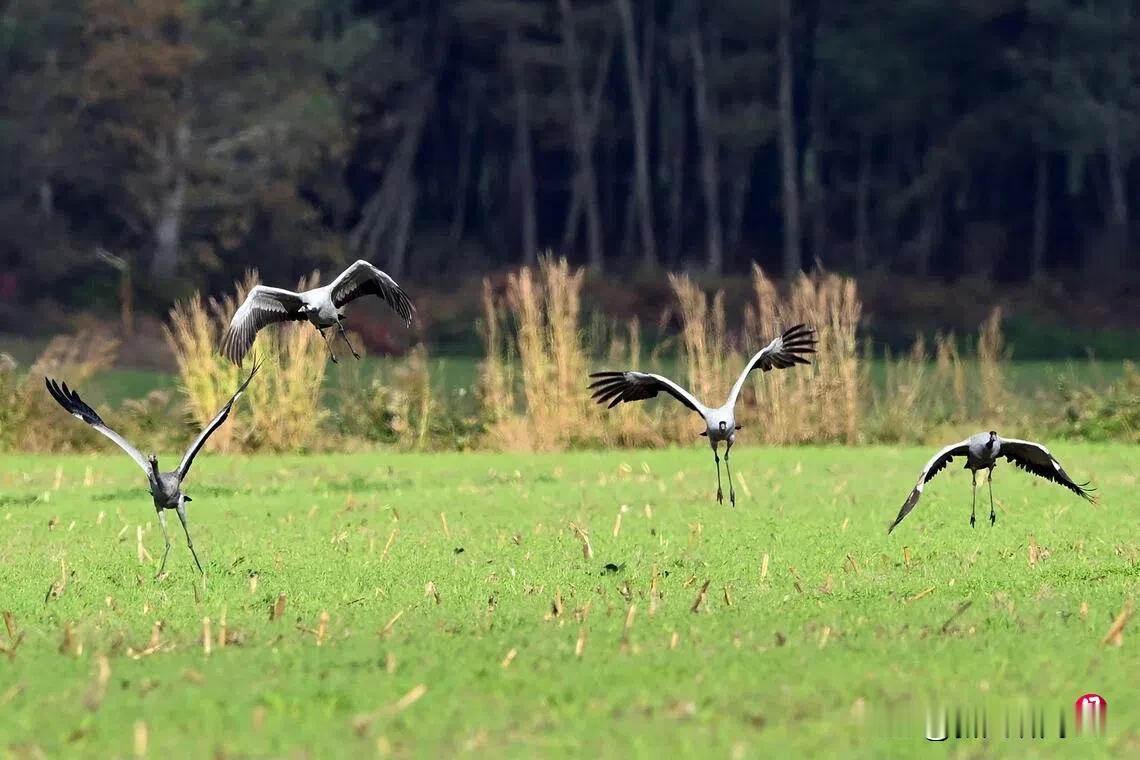 确定跟人类活动没关系 ？日本本州岛确认禽流感疫情
专家指出，家禽疫情的持续扩散与