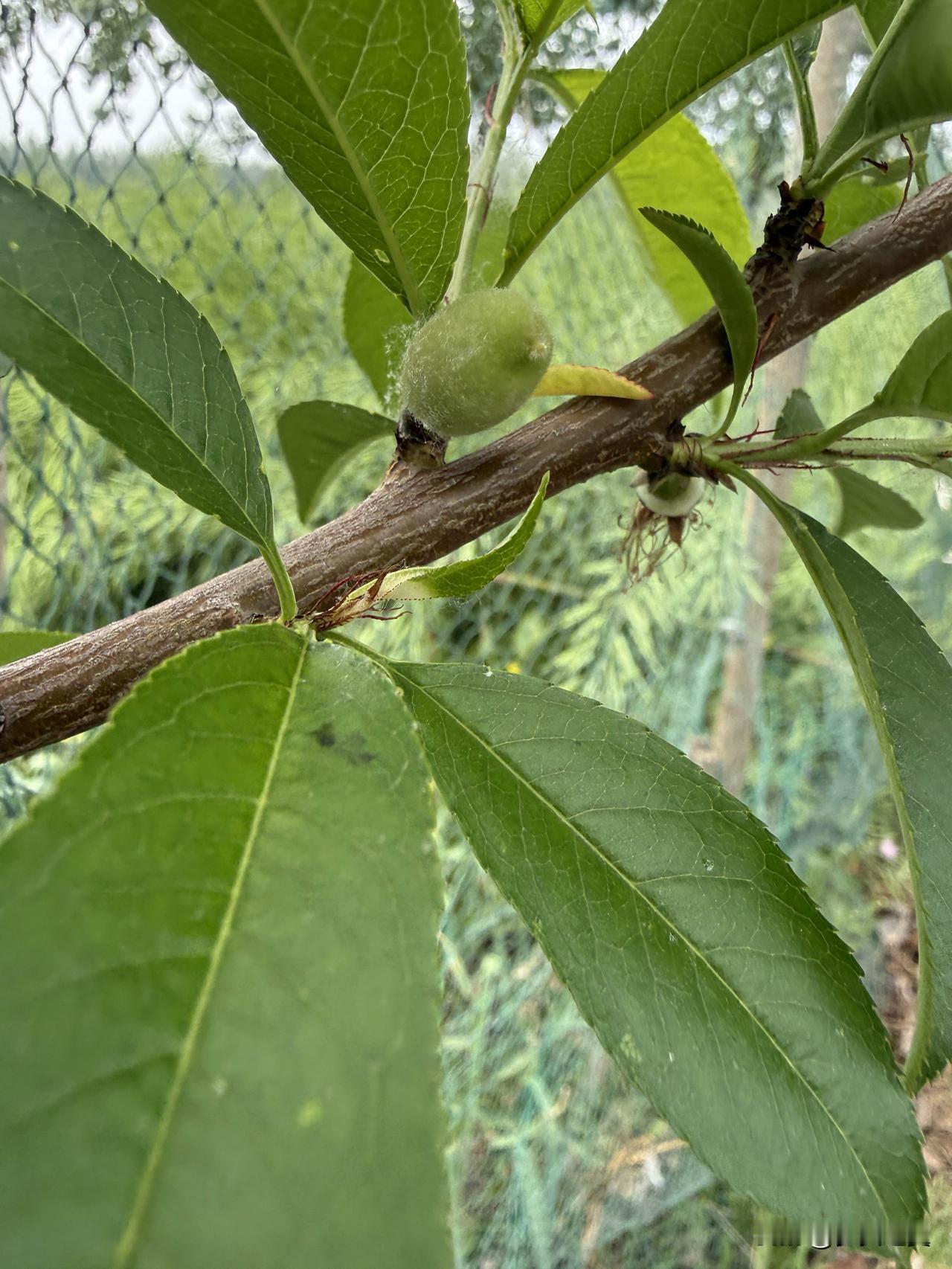 【小对联】
上：嘉木；
下：……？