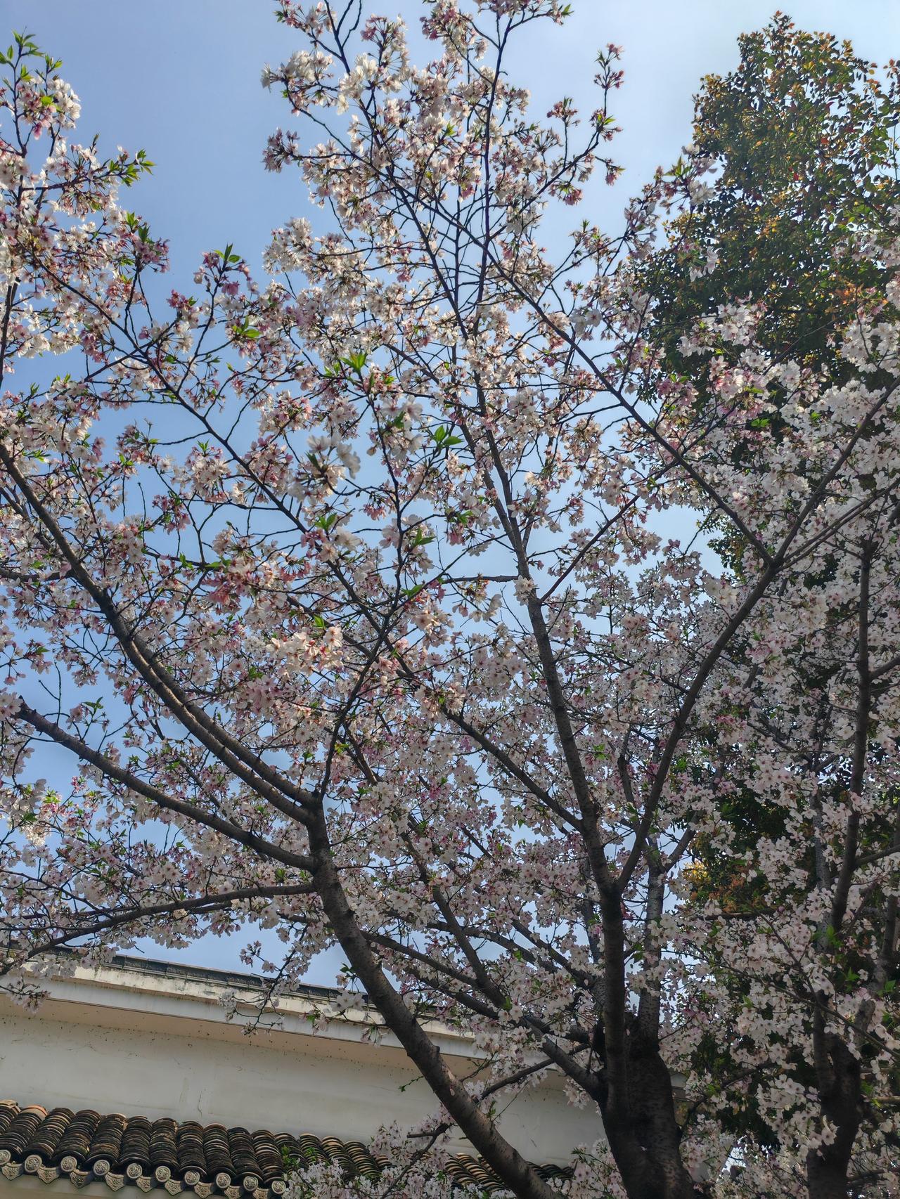 晒图笔记大赛继续欣赏樱花，沙湖公园里的樱花实在太美啦！