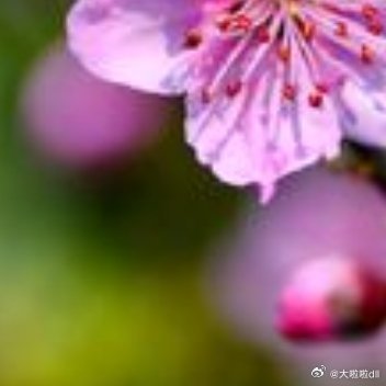 读书，使人思想插上翅膀，感情绽开花蕾；读书，使人思维活跃，聪颖智慧；读书，使人情