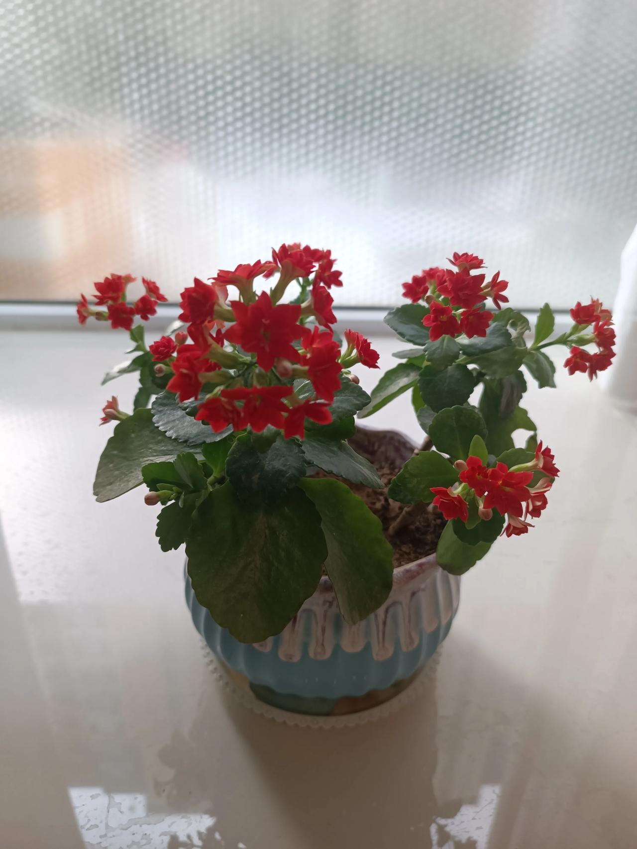 🌸 **光照柔和是关键**  
每天保证4-6小时散射光，比如朝阳的窗台。避开