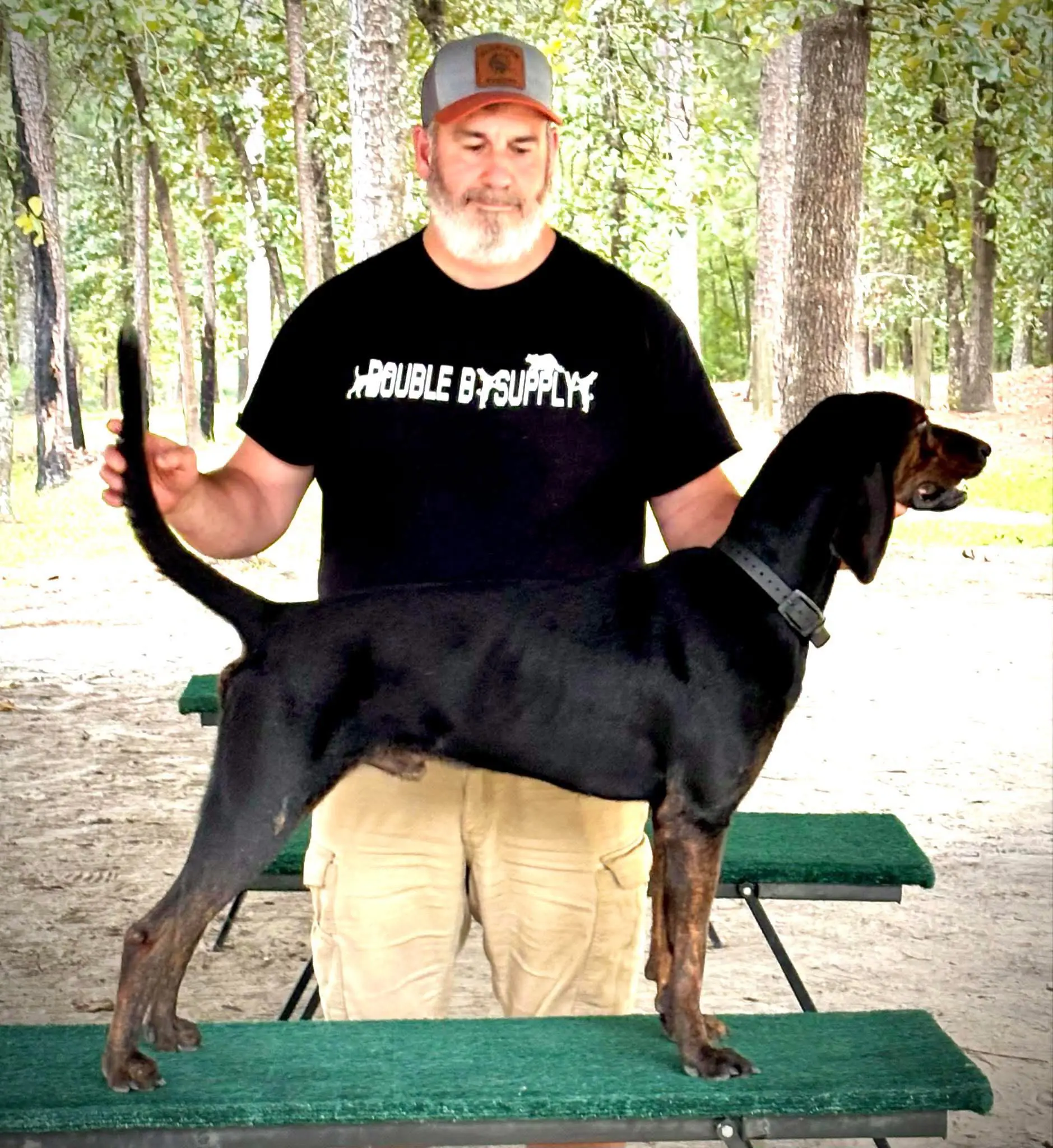 美国🇺🇸普罗特猎犬