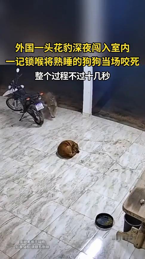 外国一头花豹深夜闯入室内，一记锁喉将熟睡的狗狗当场咬死，整个过程不过十几秒。
宇