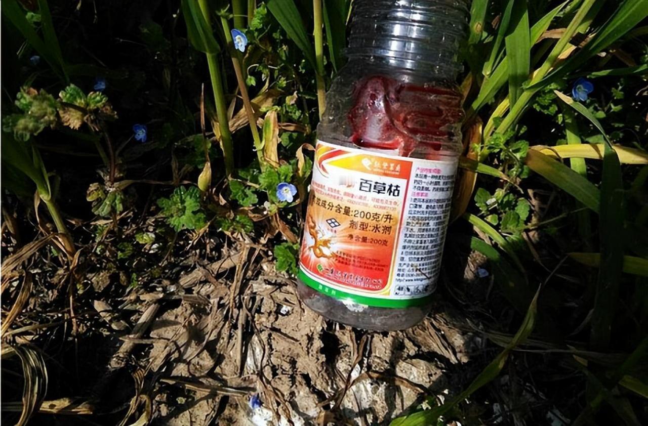 百草枯的恐怖程度远超你的想象，这玩意儿喝下去5毫升就够要命，致死率超过90%，比
