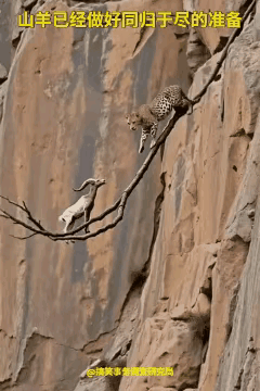 为了生存也是拼了～