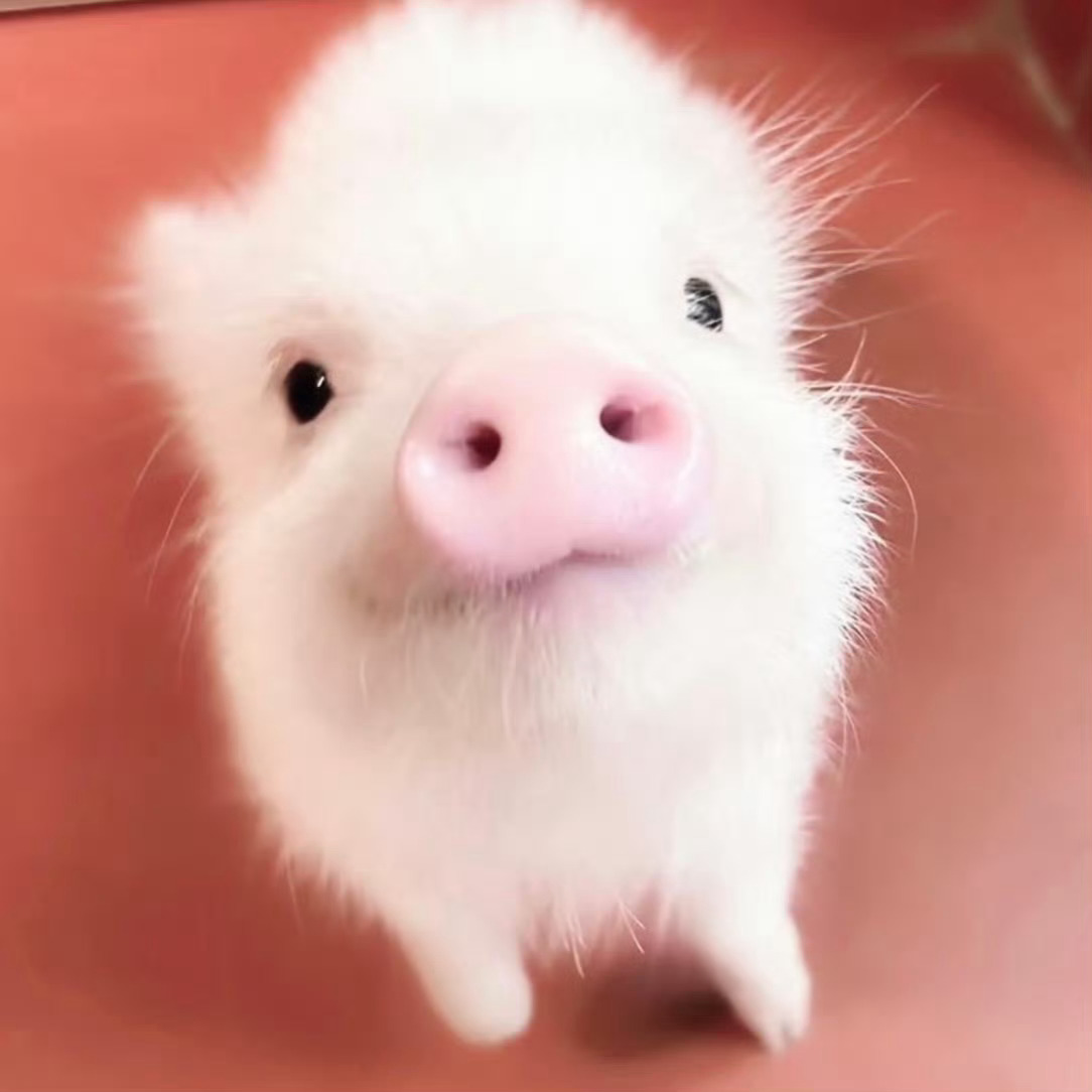 我始终认为🤔爱一只猪🐽就应该只爱一只猪😋如果爱上了别的猪😡那就是不爱🥺