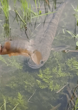 大鱼非常狡猾不咬钩，冷静稳重！[捂脸]