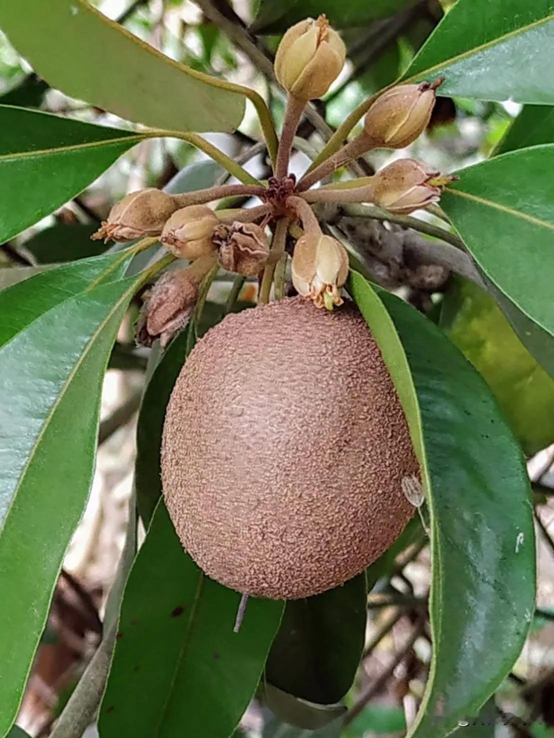 冬日生活打卡季人心果，仁心果、赤鐵果、在台灣又稱；吳鳳柿、人參果、台語查某李仔，