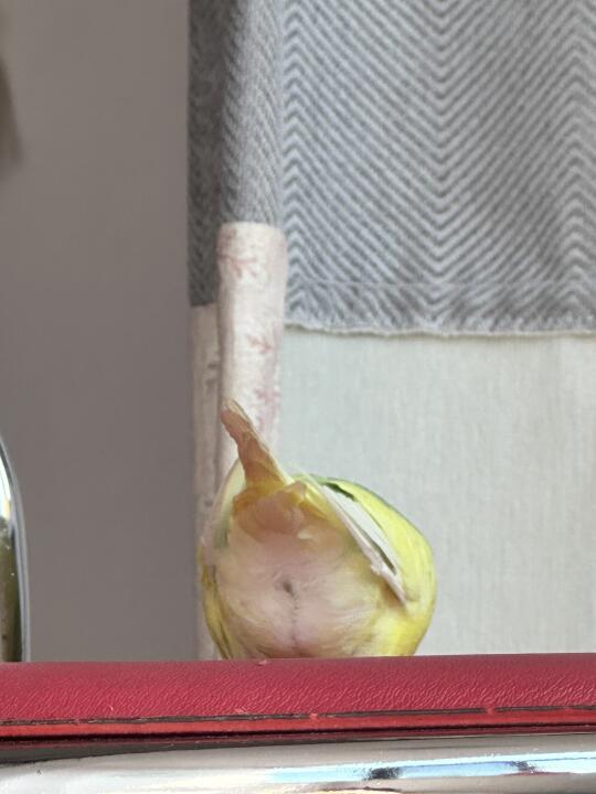 完美蜜桃臀🍑