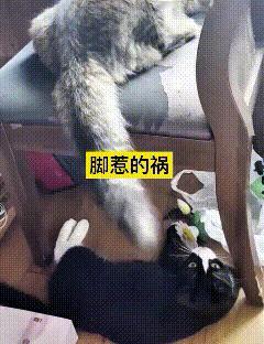 你瞅瞅这大猫悠哉趴凳子上，大尾巴耷拉老长。主人搁底下闲的五脊六兽，伸脚扒拉两下猫