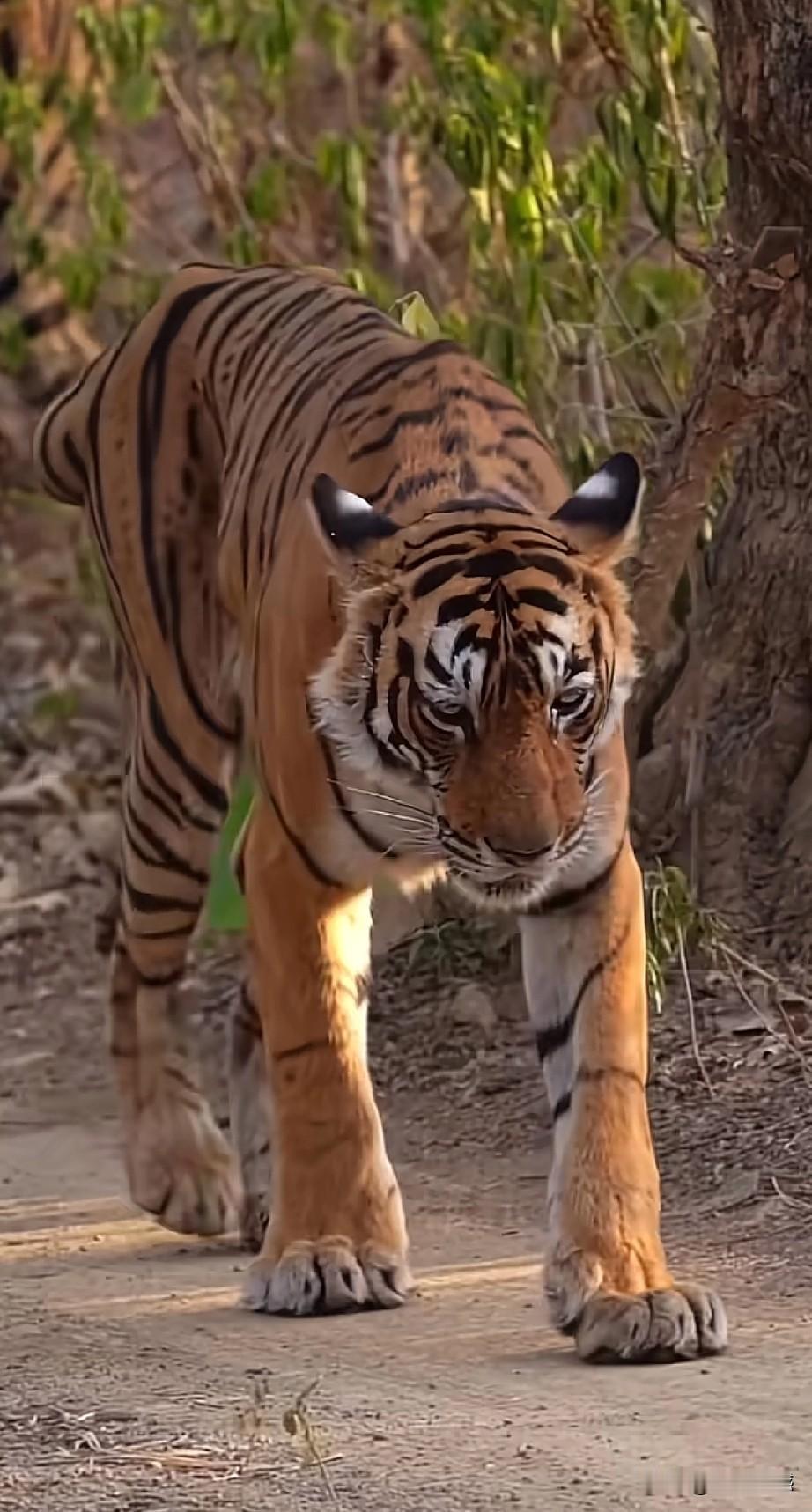 老虎捕食鳄鱼，这样的事并不多见，但是在印度就有一只这样的老虎，专门捕食鳄鱼，后来