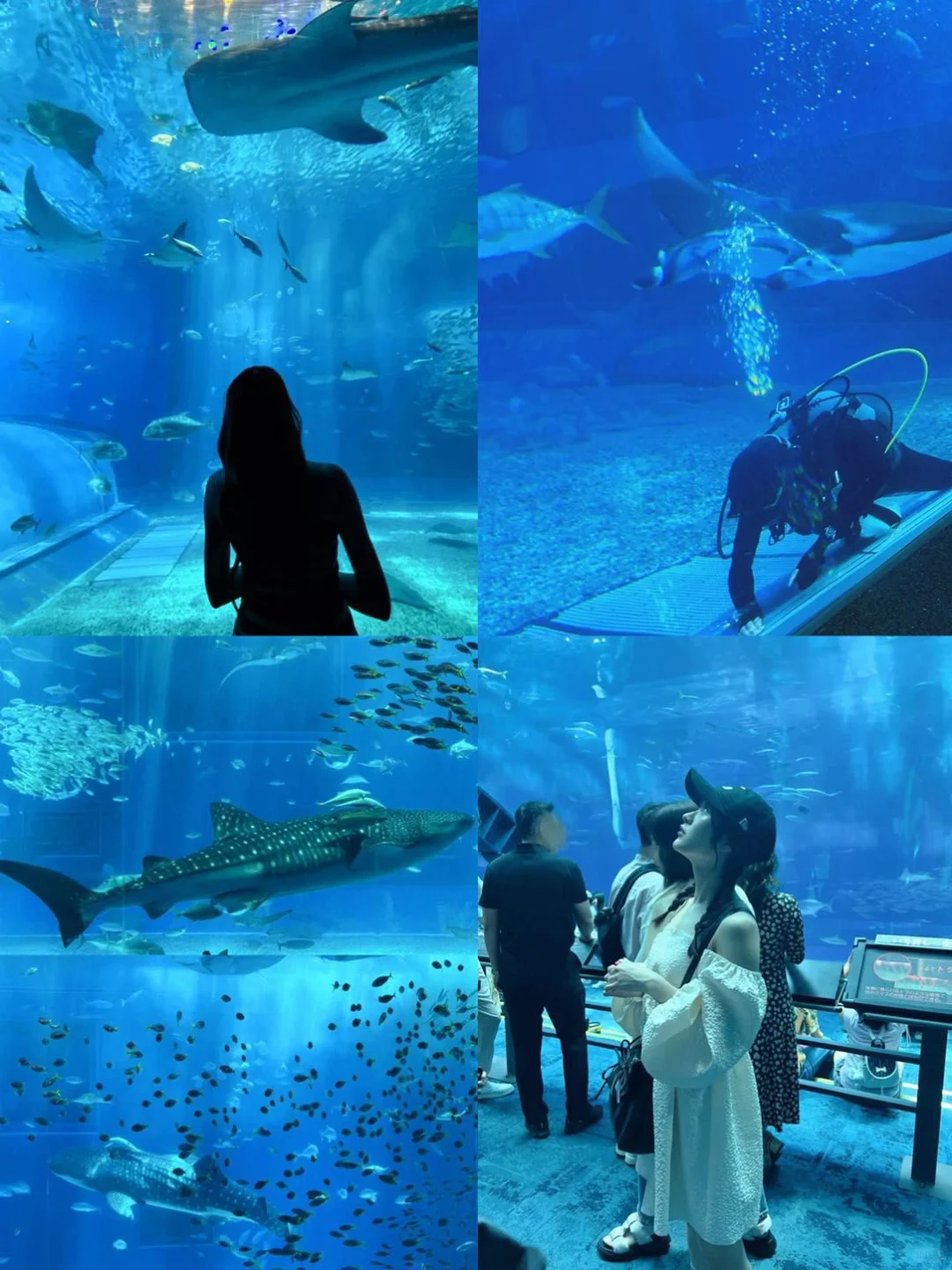 蜡笔小新同款水族馆❗️冲绳美丽海水族馆