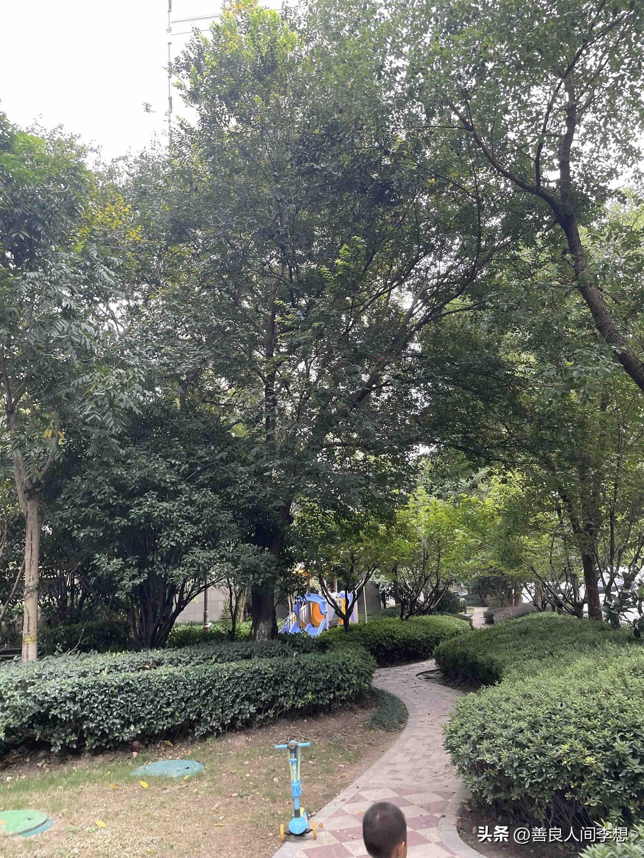今天又是炎热的一天，这哪是秋天啊！明明是夏天还没走！

突然想起来那句“你在北方