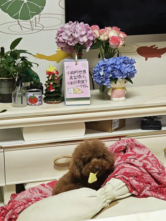 拥有一只泰迪好幸福