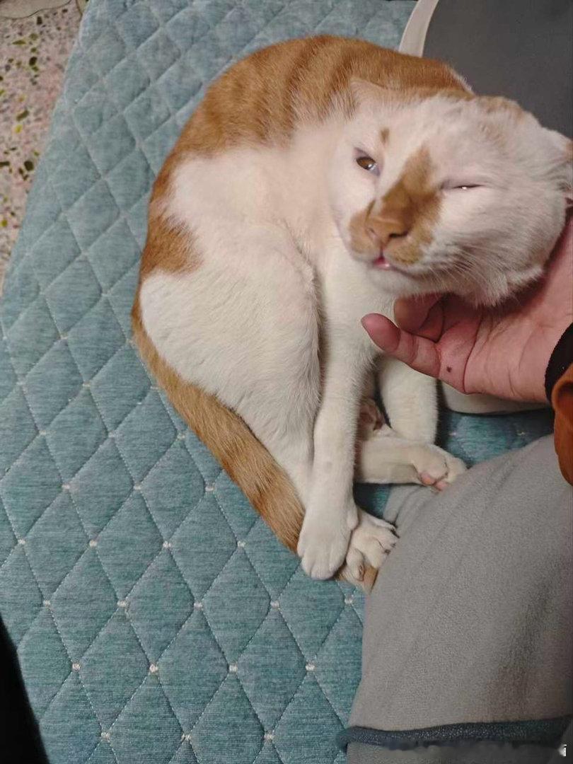 50813【丑猫】这时髦吗长的有点像人了 