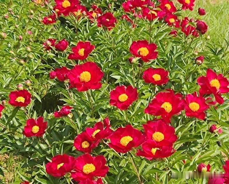 是芍药花，确实鲜艳。