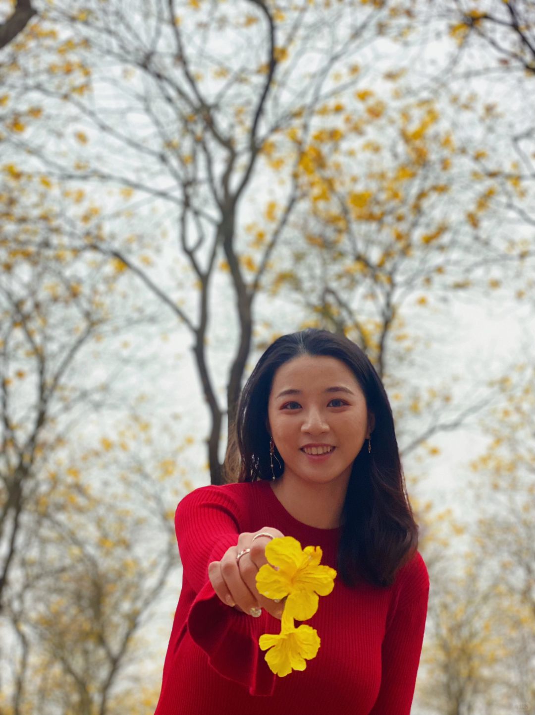 东莞松山湖｜黄花风铃木真的是太美啦