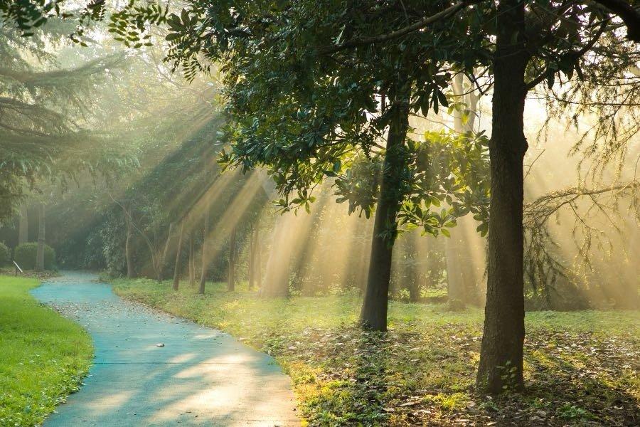 【初冬扬州，没得让你心醉】光是有形状的，随着气温下降，清晨的光穿过树林，留下一片