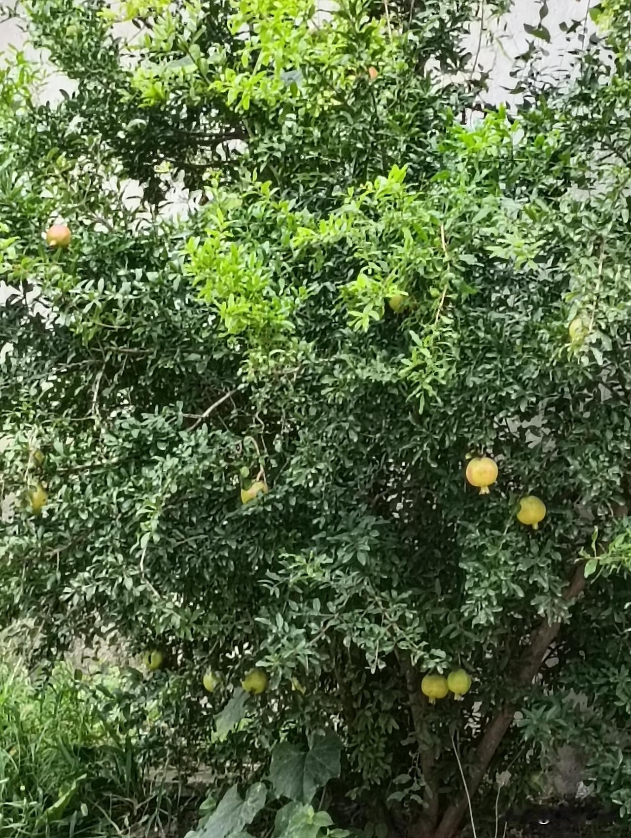 树上结满了黄澄澄的果实。