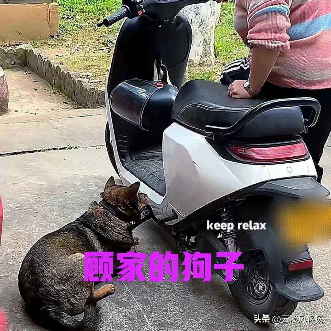 如果养了一只顾家的狗子，会有什么样的体验呢？今天邻居来到我家，想借电瓶车用一下。