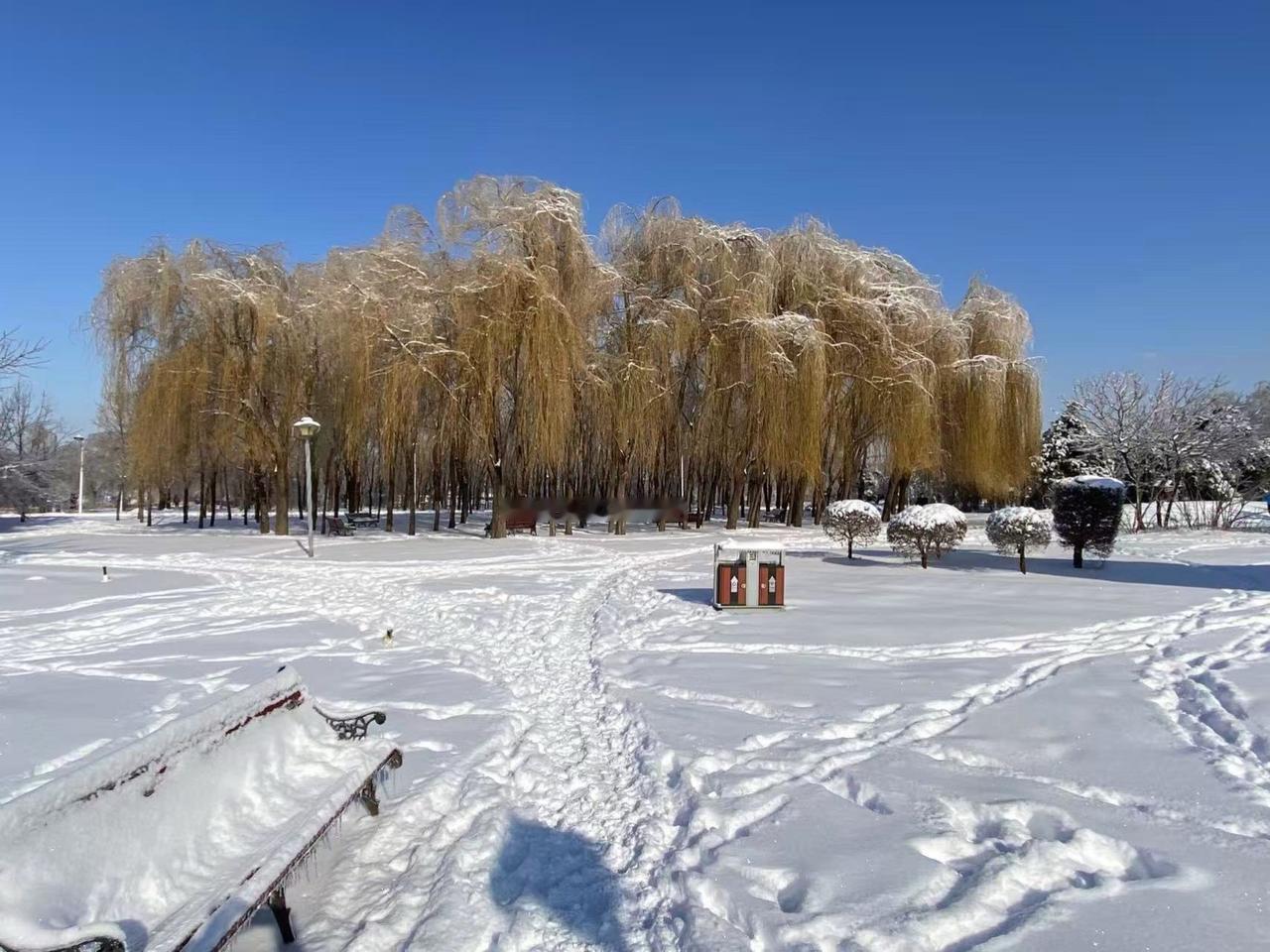 东北已是冰天雪地，整个世界都被冰雪覆盖，寒冷与雪景如此广阔大荔赵渡镇 风筝女生款