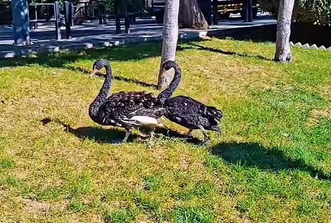 真不要逼脸，那个偷黑天鹅的人被抓到了。警察叔叔问他为什么偷天鹅，他说“以为没人要