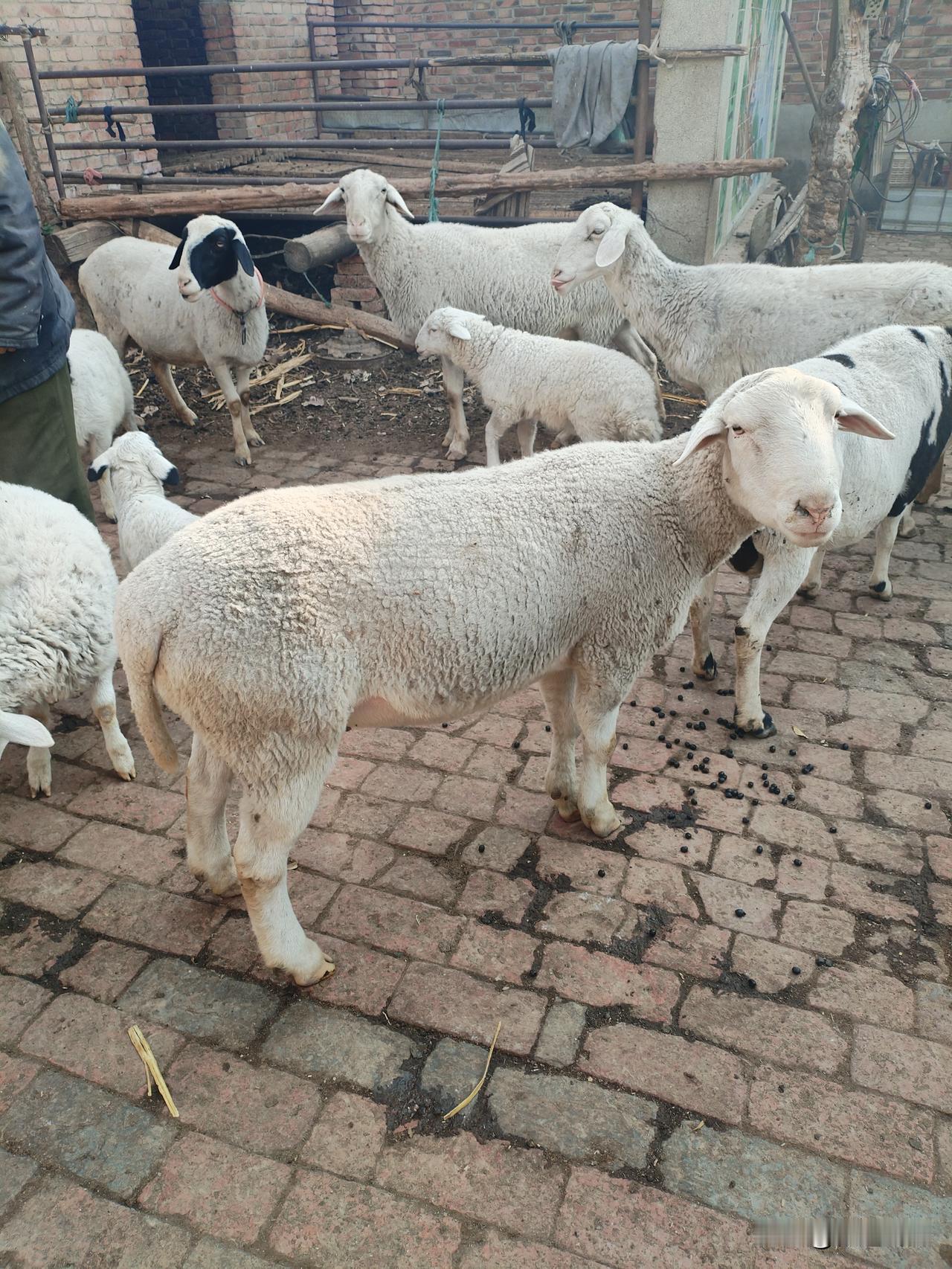 这两天要回保定了，已经在娘家待了2月了，真是时光飞逝啊，一年年的过的太快了。