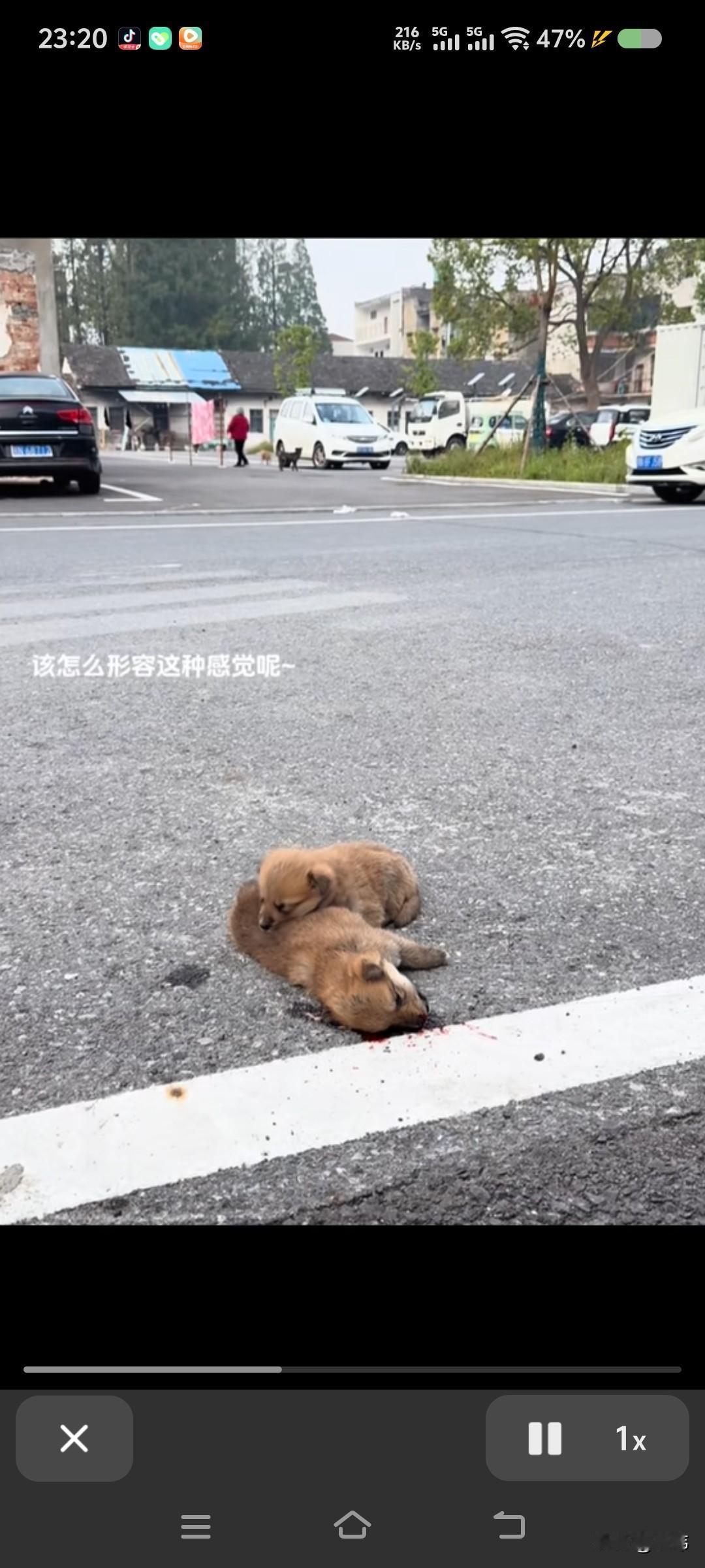 太可怜了，这天一位小哥哥开车去上班，结果开到一条人烟稀少的马路上的时候，看到极其