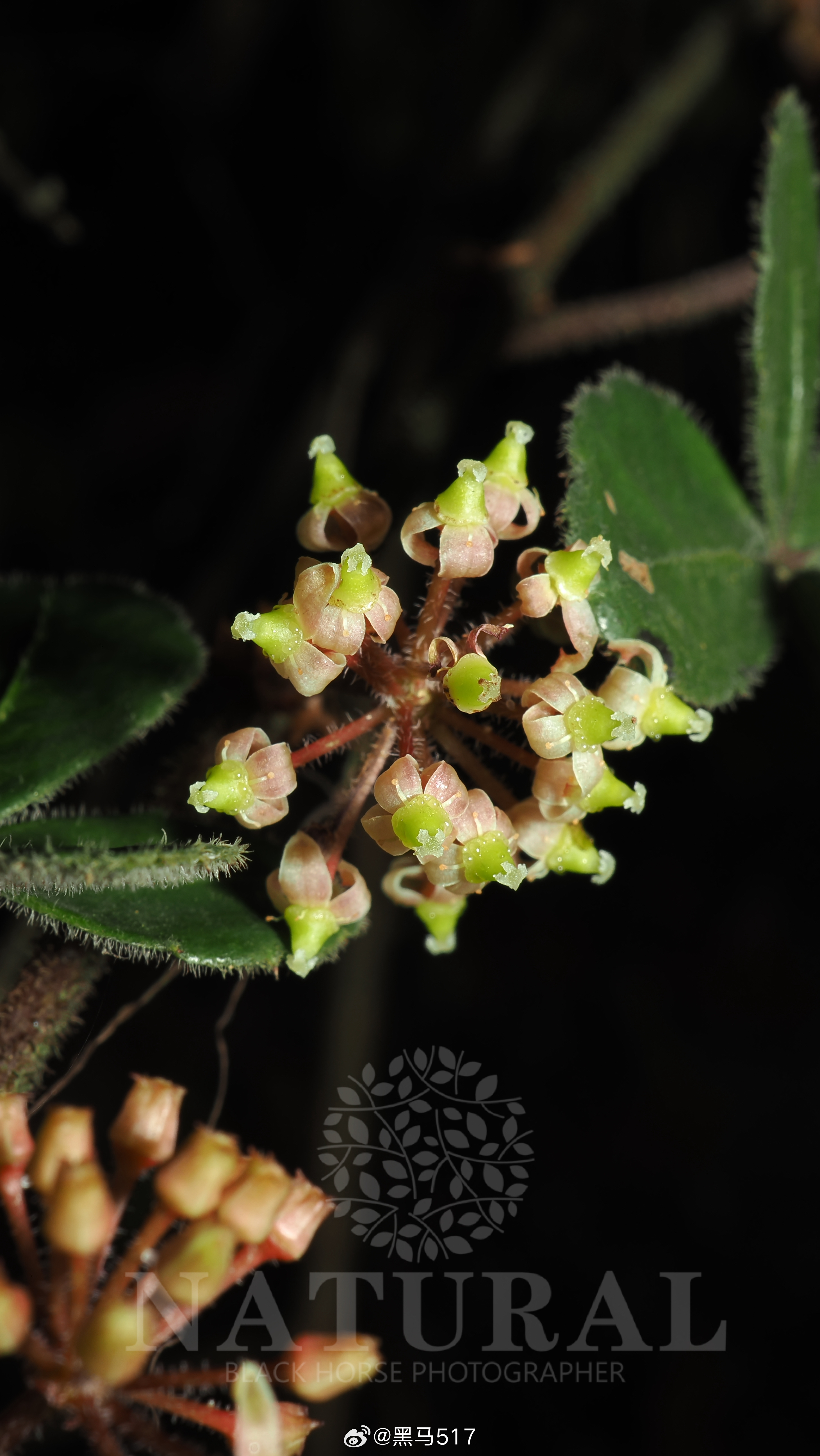崖爬藤 Tetrastigma obtectum 葡萄科   崖爬藤属 