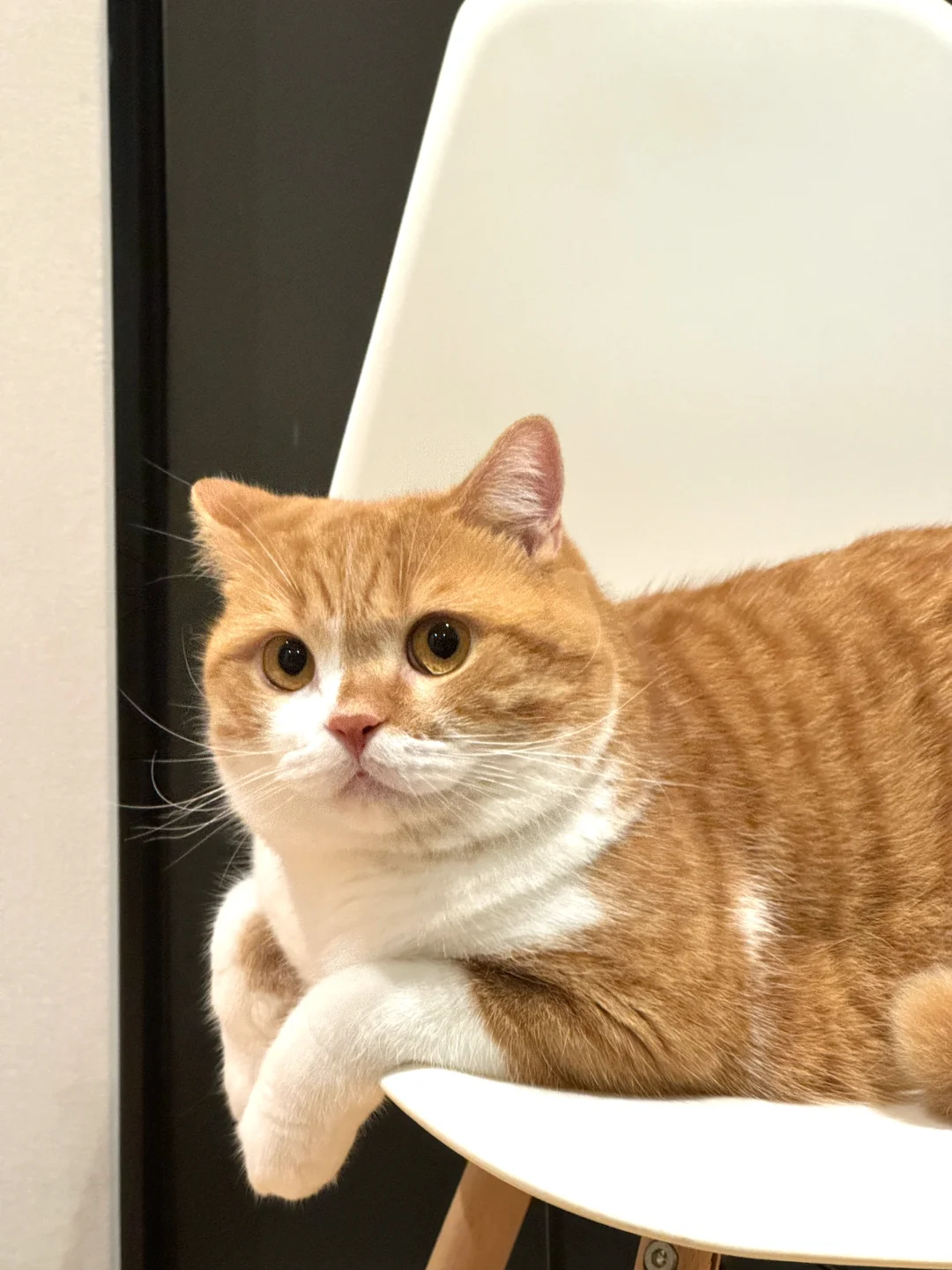 猫是中国猫 心是中国心🇨🇳