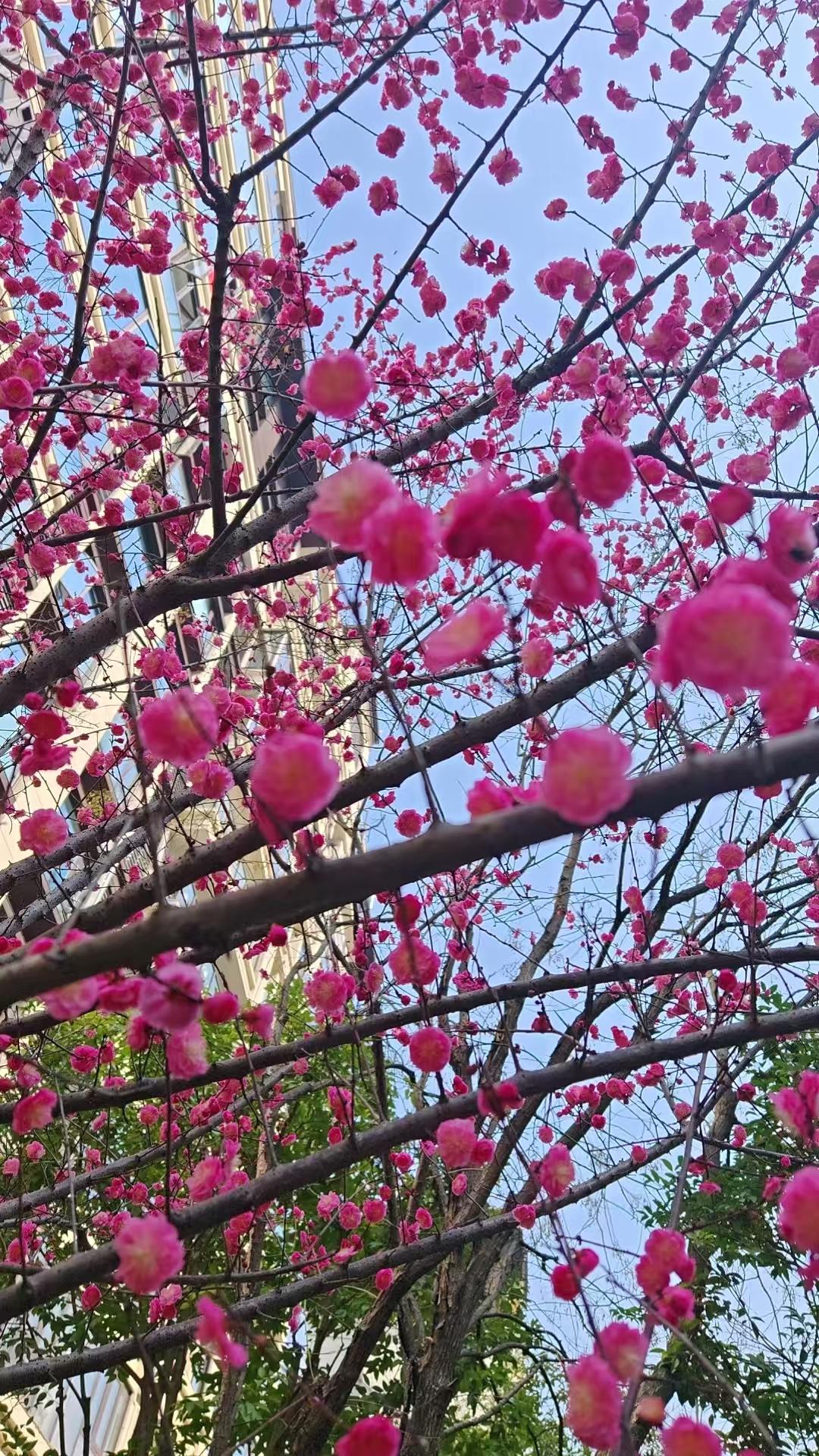 能否分享一张你拍的花卉照片抬头撞见满树绯红，原来春天，早就在枝头等我们了。