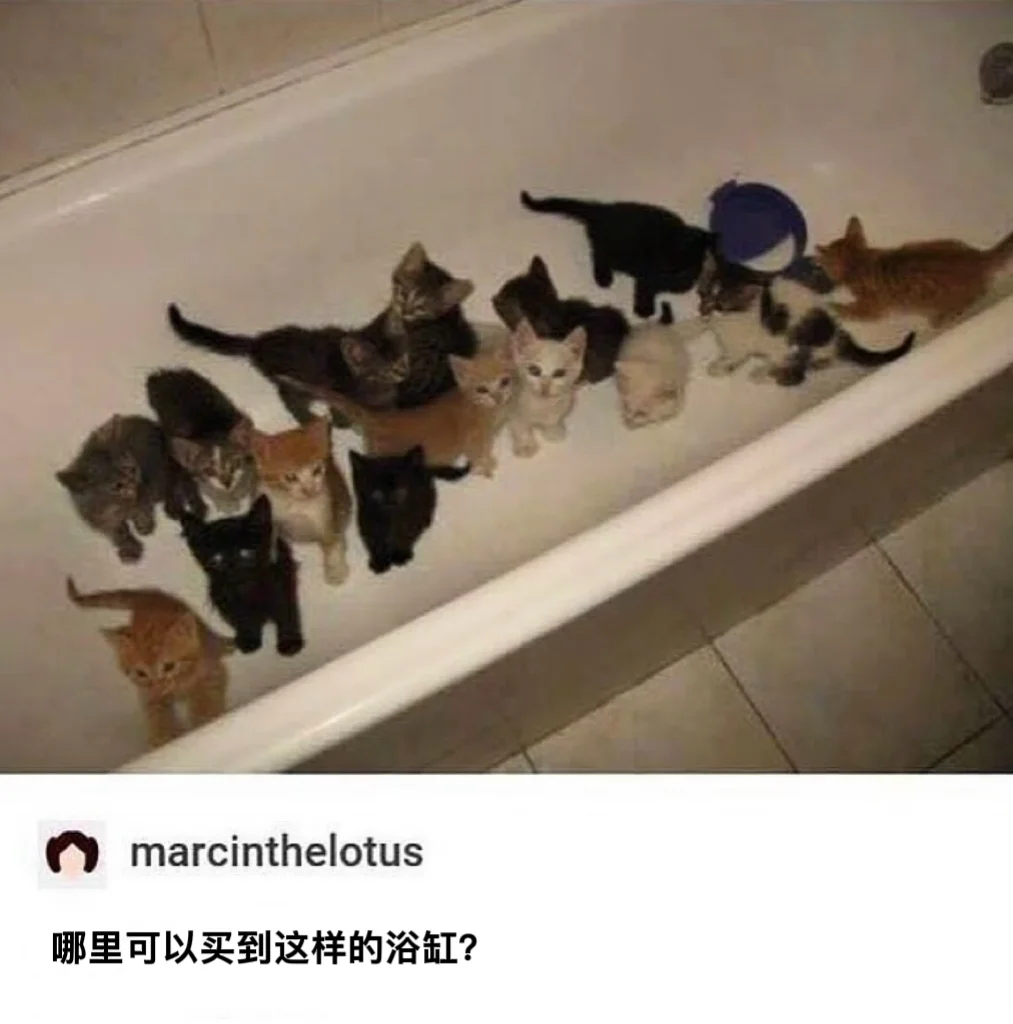 关于小猫咪的梗图🦴