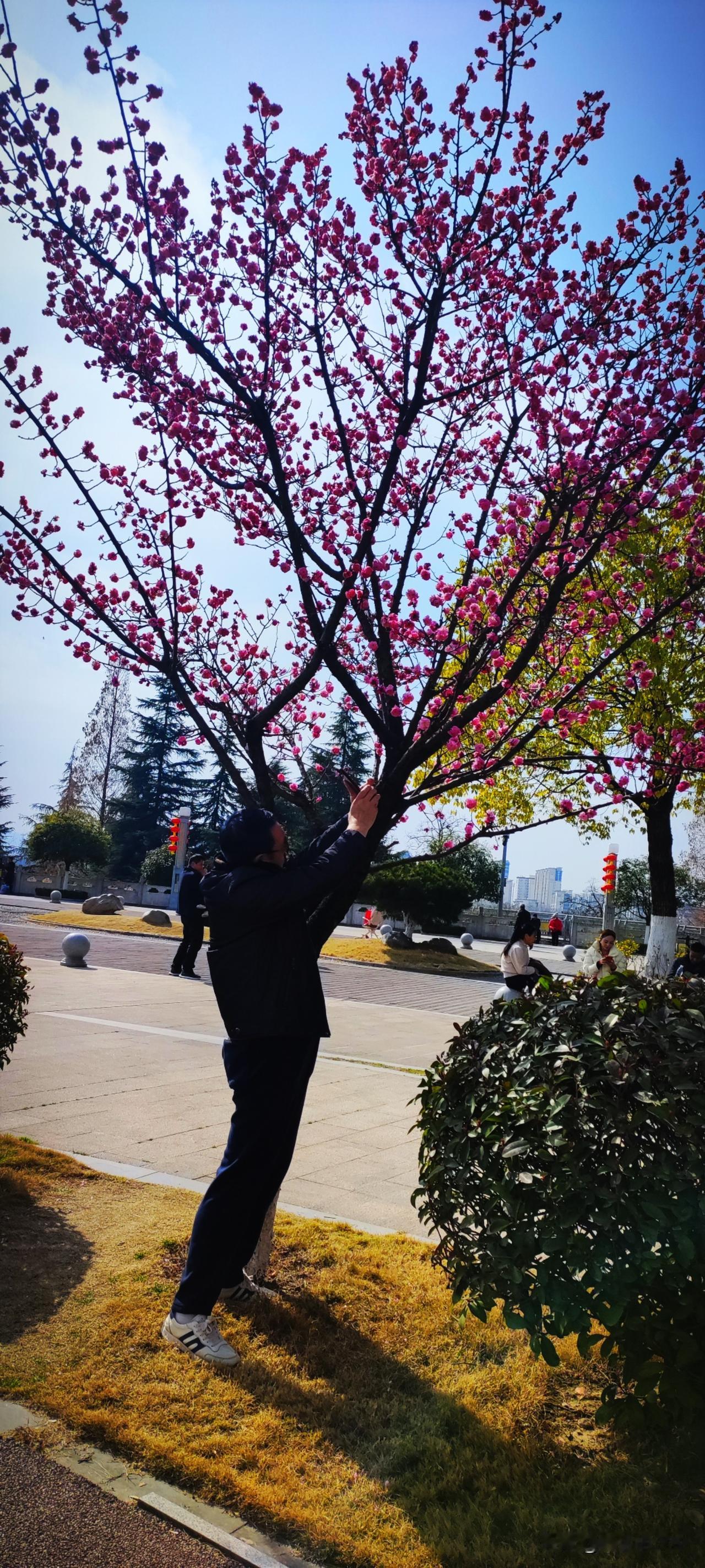 今年冬天的不同小城的梅花开得绚烂，当你在某株梅前驻足，不妨问问自己：我爱的，究竟