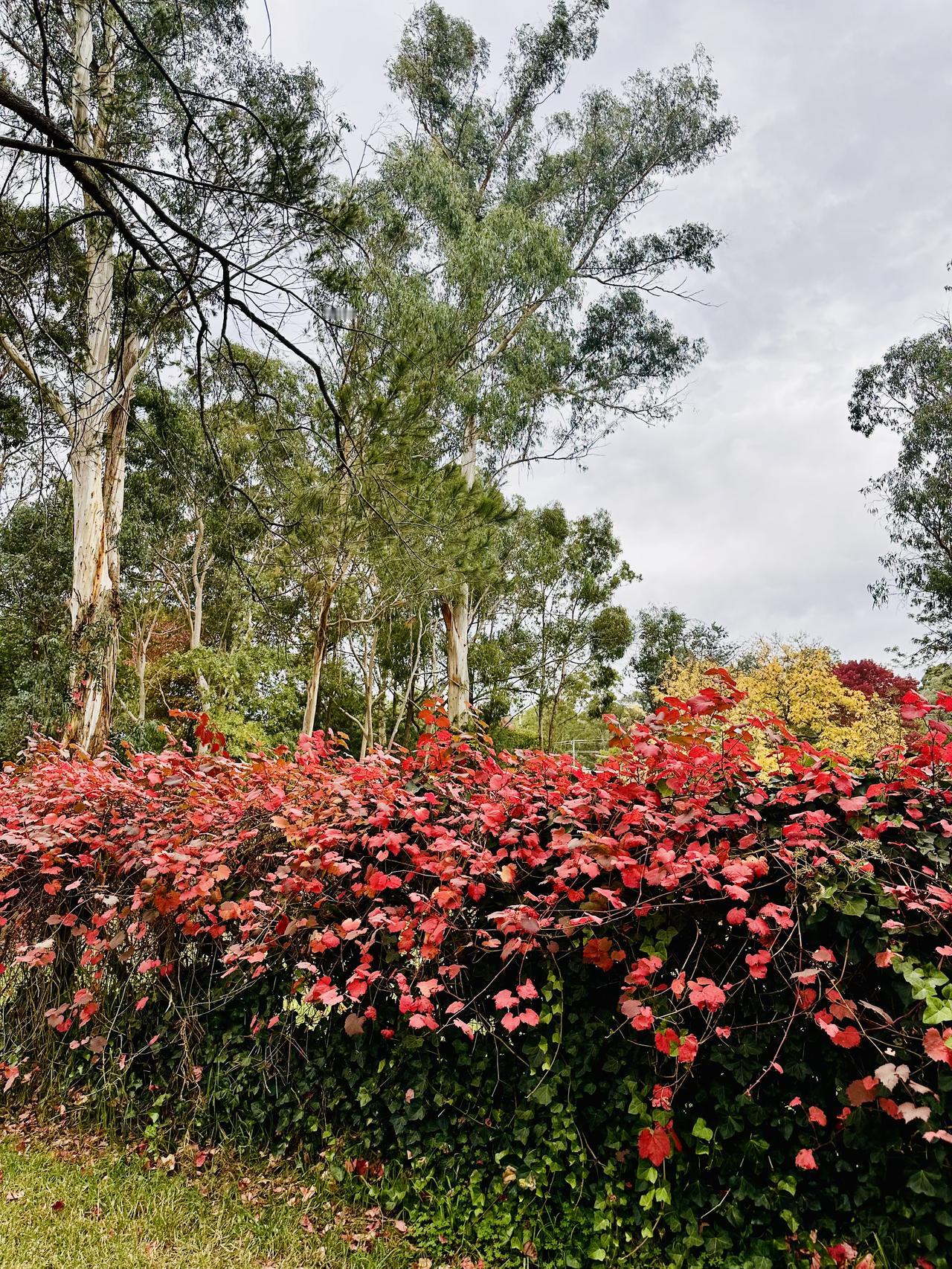 Warrandyte 墨村 周末游

人不少
一月一次的周末市场
赶了个热闹
阴