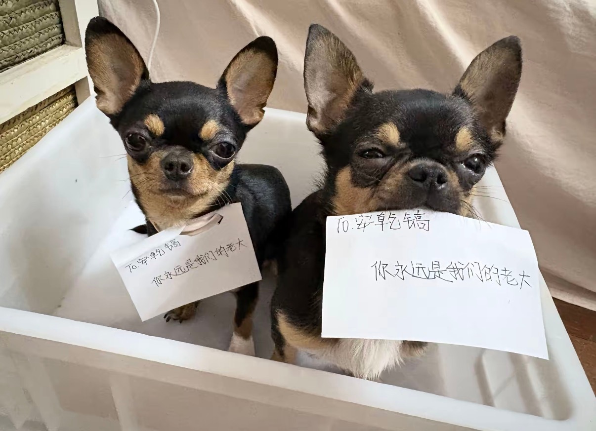 安乾镐   图中有三个萌萌的小狗狗狗图片来源🫘：onlyhoon 