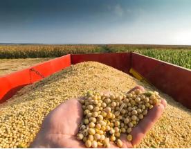 当一船满载6.9万吨巴西大豆的货轮靠泊江苏泰州码头时，谁也没想到，大豆中混入了约