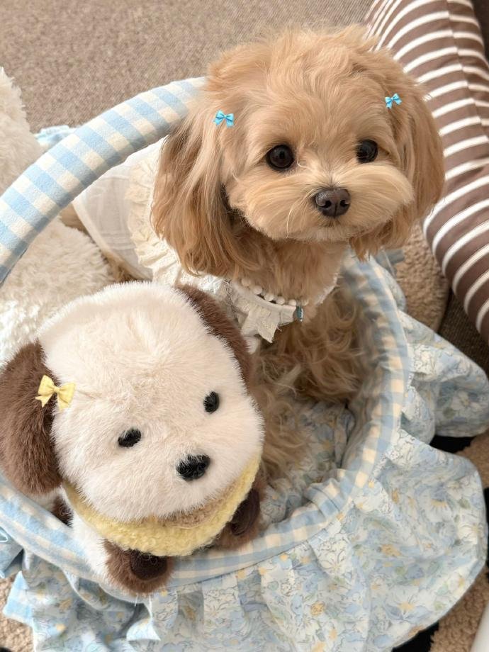 萌萌的奶油小狗🐾 