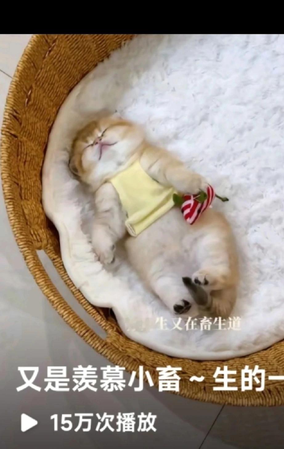 好羡慕这些毛孩子们啊，真是无忧无虑快活似神仙啊~ ~ ~🤣🤣
太可爱了，嗯[