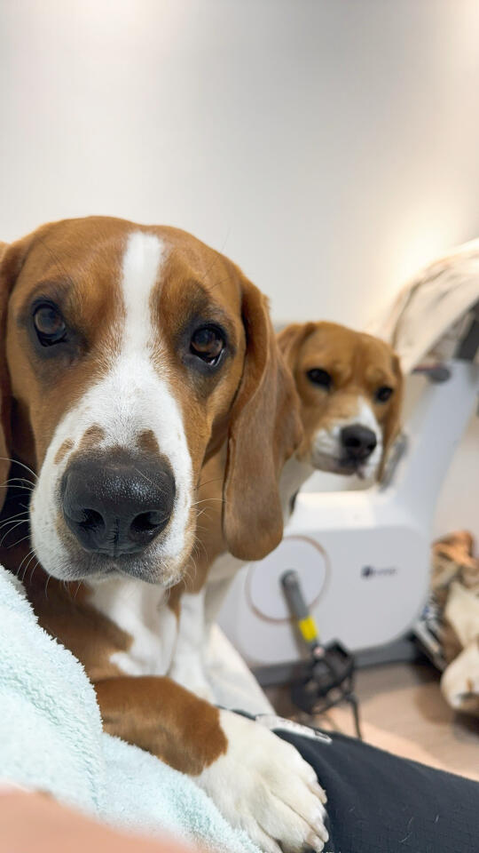 比格犬布鲁酱：听说，你很喜欢我嘛 一起玩球