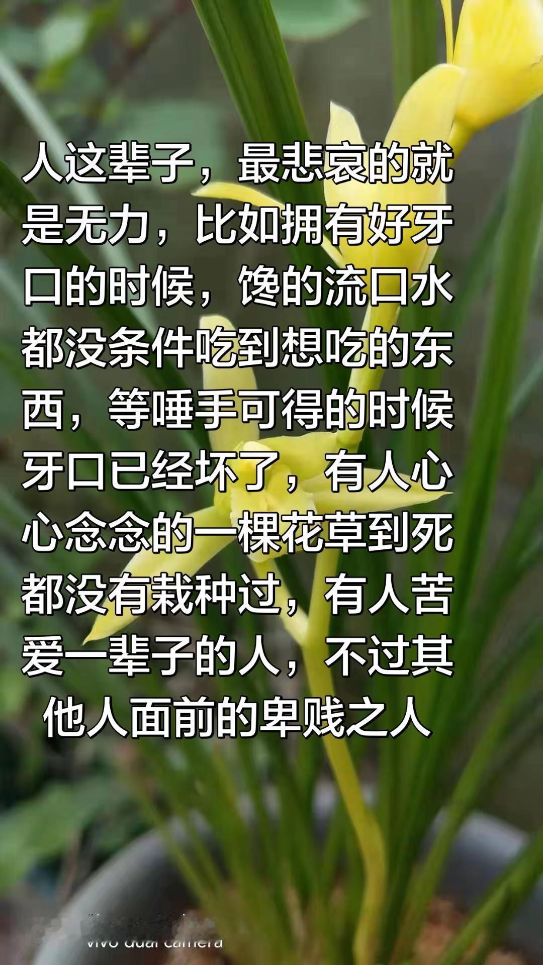 人生就那么点秘密。养花亦是修心 黄素兰花 兰花