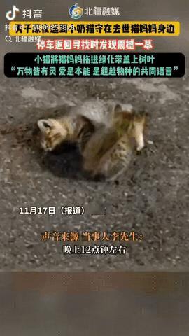近日，北京，一男子深夜发现一只小奶猫守在去世的猫妈妈身边，当他停车返回去寻找时，