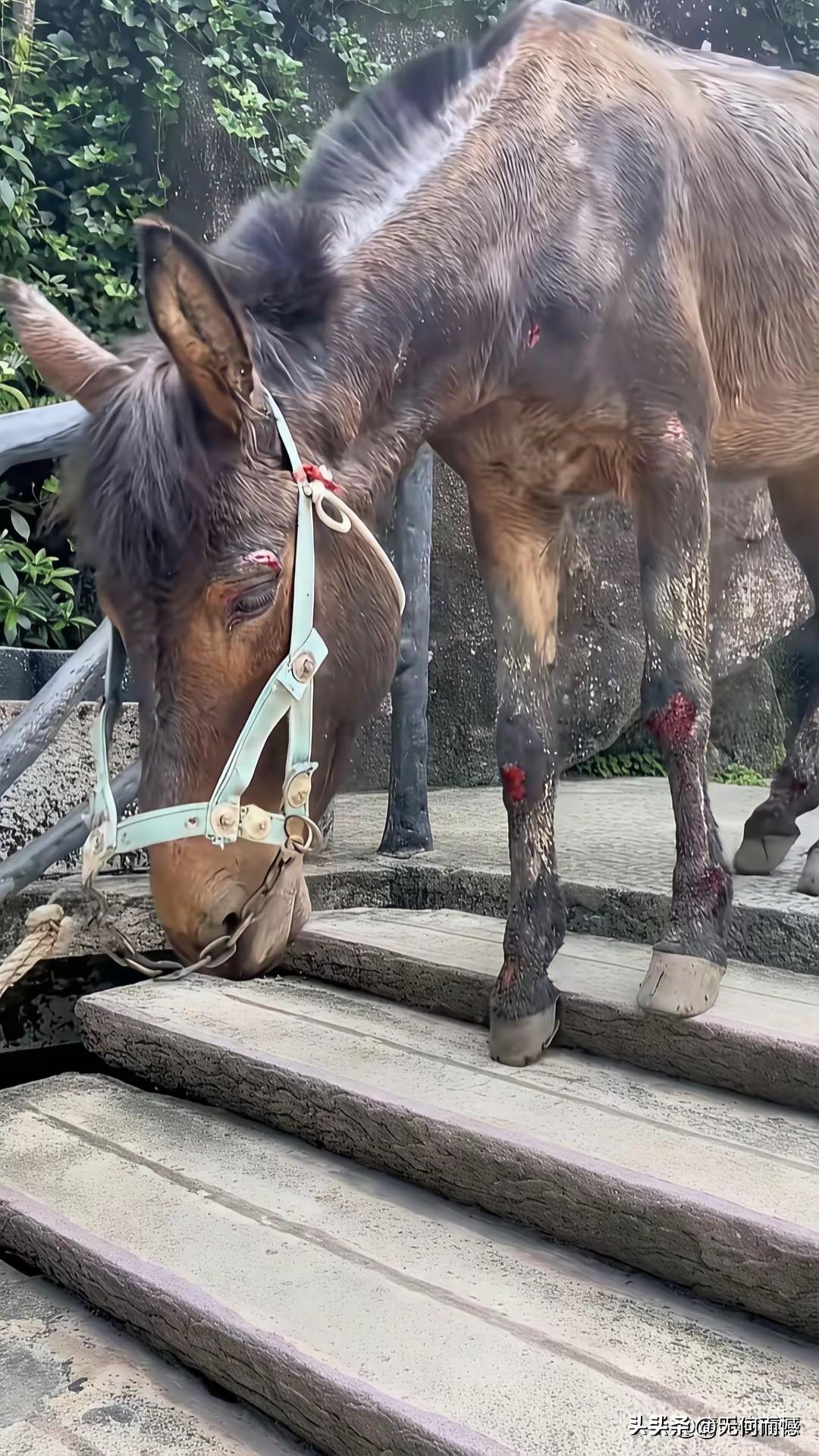 看到这匹伤痕累累的马，心里动了恻隐之心，感觉非常的不是滋味，这是一批受苦受累受罪