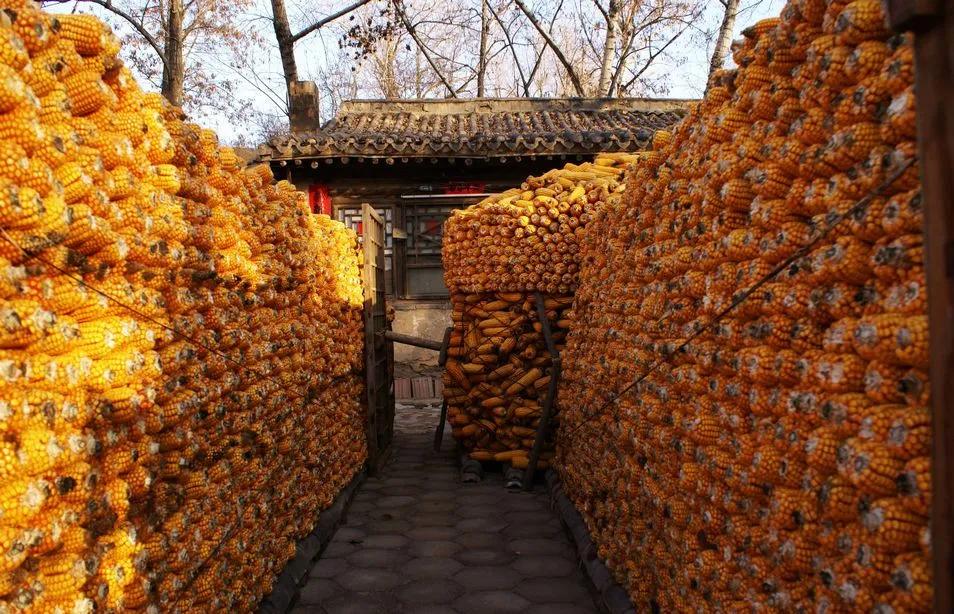 去年冬天，回村转了一趟，
家家大门外有木栅栏建成的玉米屯子，
一户人家收几万斤玉