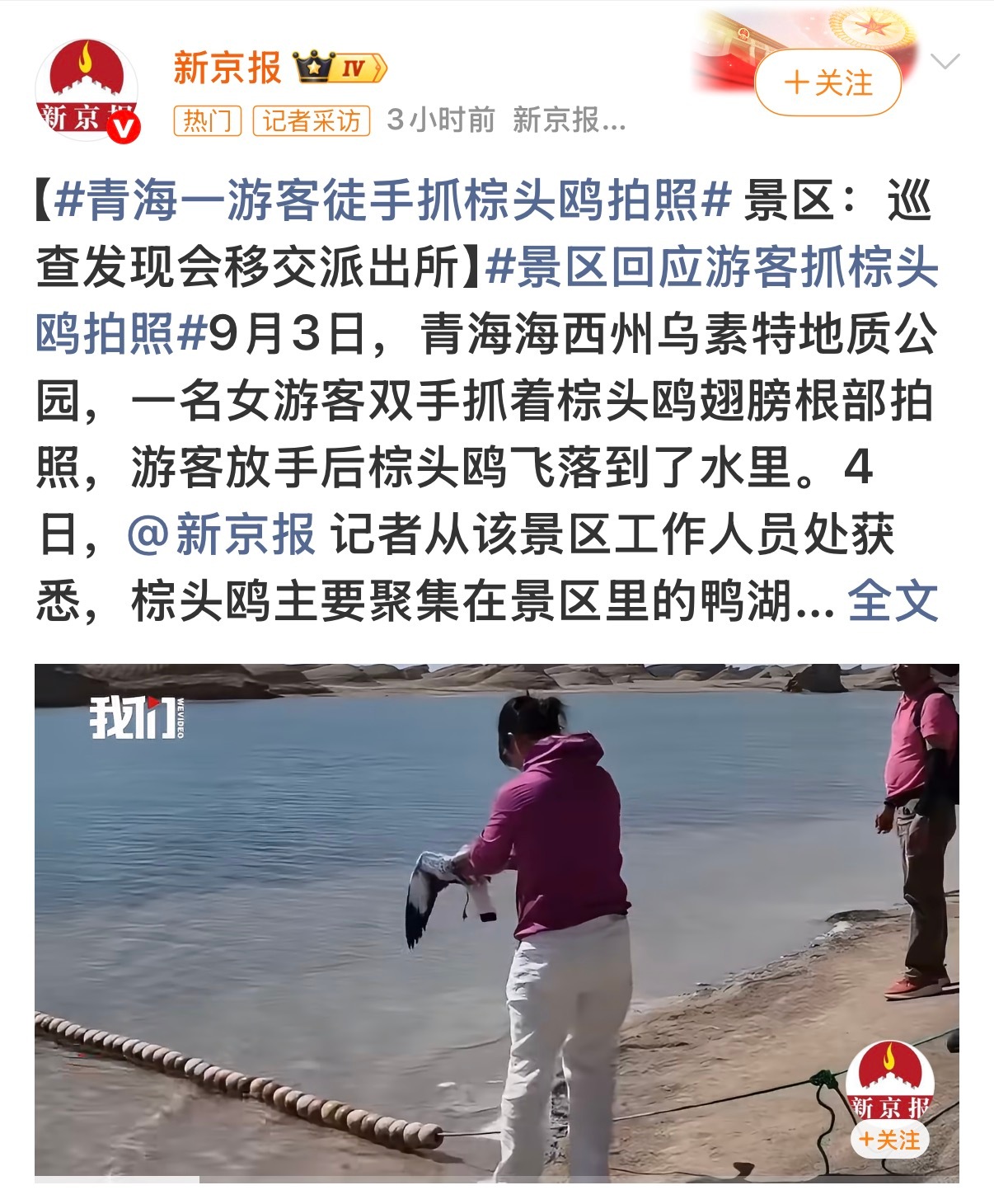 青海一游客徒手抓棕头鸥拍照这是在干嘛啊！？干嘛一定要出片我真是不理解，旅游就是感