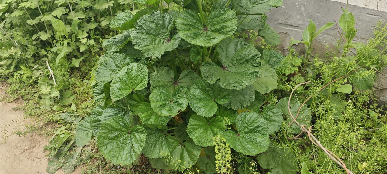 路边偶遇《诗经》里的“百菜之王”！
这株圆叶皱巴巴的植物，不是杂草，是被遗忘的古