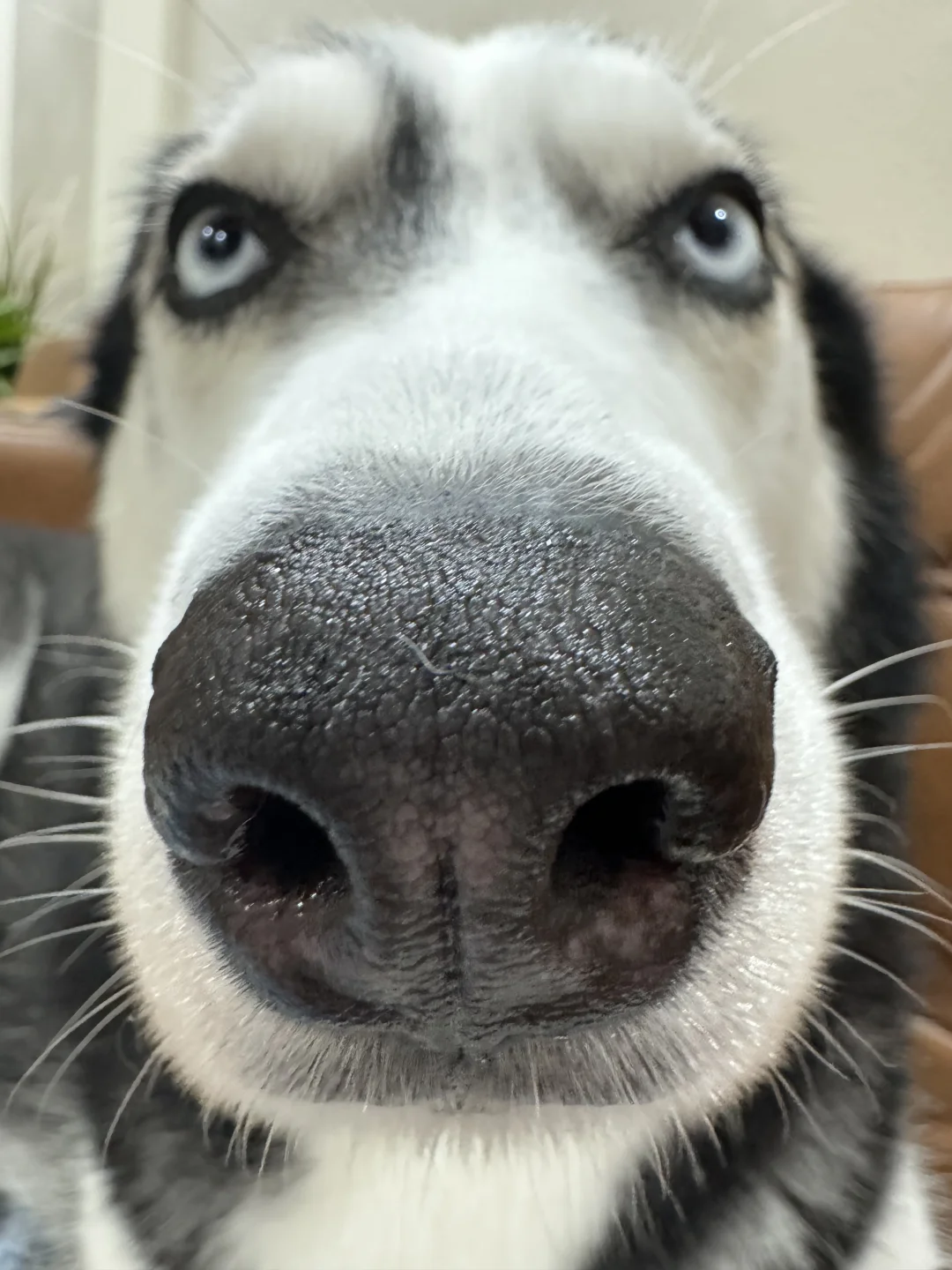 谁能忍住不亲啊