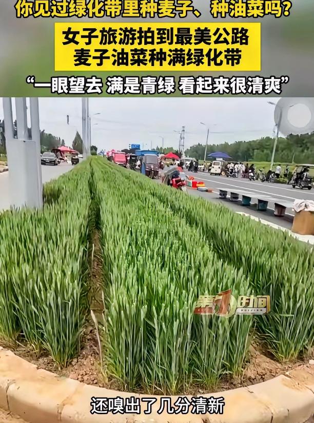近日，河南安阳，女子走在公路上，突然发现一条绿化带没种花没种草，种的竟然是油菜和
